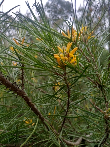 Persoonia linearis