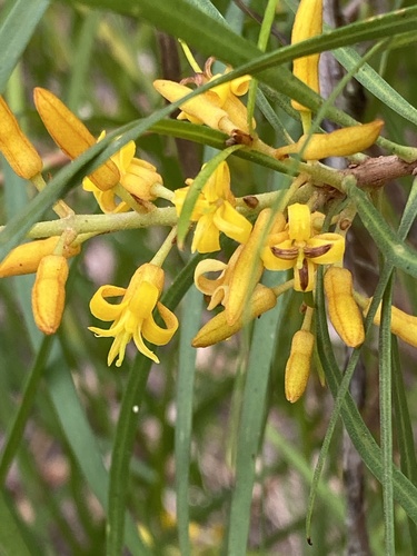 Persoonia longifolia (Snottygobble) — photo