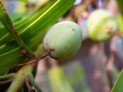 Persoonia longifolia (Snottygobble) — photo