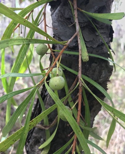 Persoonia longifolia