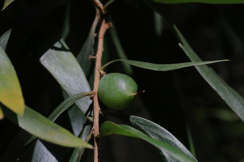 Persoonia media — photo