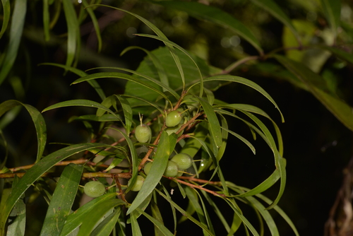 Persoonia media