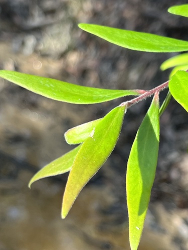 Persoonia mollis (Soft Geebung) — photo