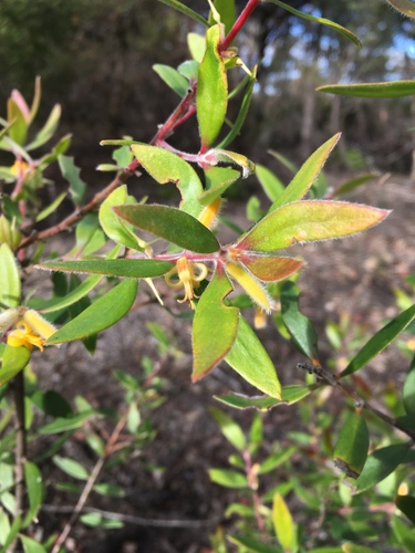 Persoonia mollis (Soft Geebung) — photo