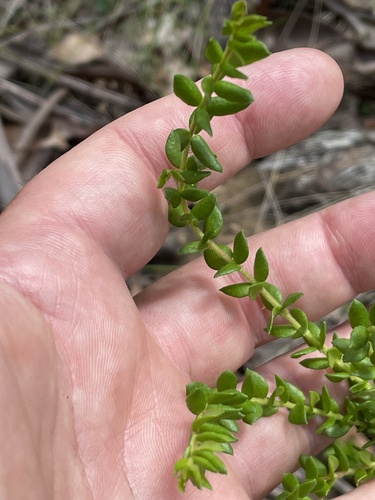 Persoonia oxycoccoides — photo
