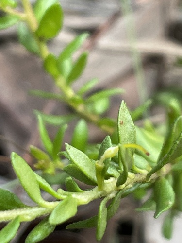 Persoonia oxycoccoides — photo