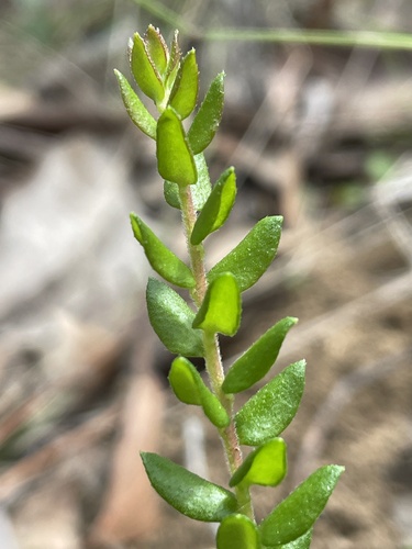 Persoonia oxycoccoides