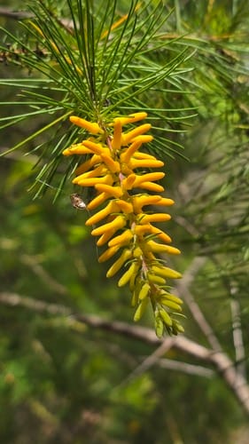 Persoonia pinifolia (Pine-leaved Geebung) — photo