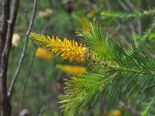 Persoonia pinifolia