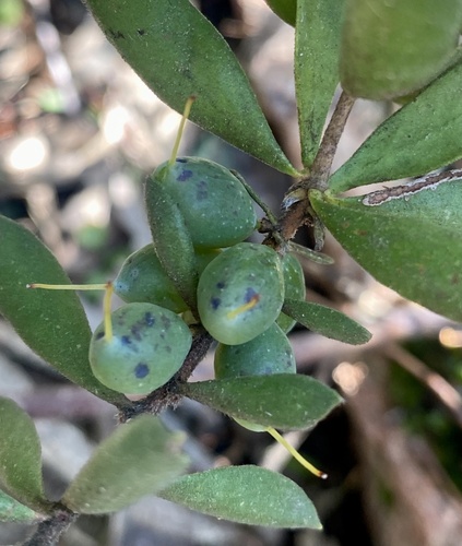 Persoonia rigida (Hairy Geebung) — photo