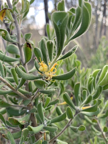 Persoonia rigida (Hairy Geebung) — photo
