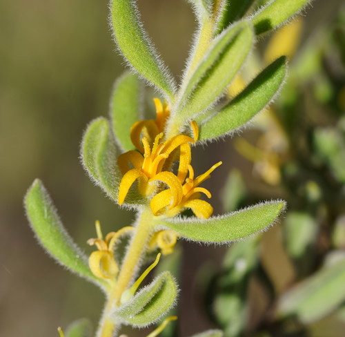 Persoonia rigida