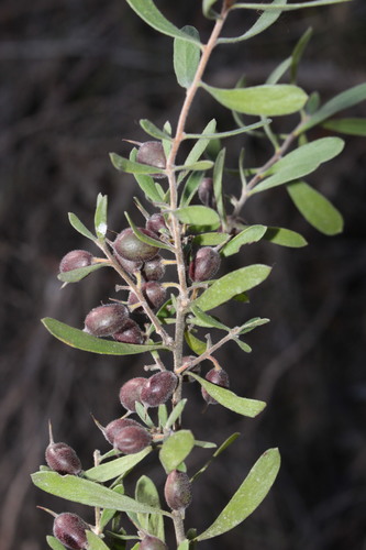 Persoonia sericea (Silky geebung) — photo