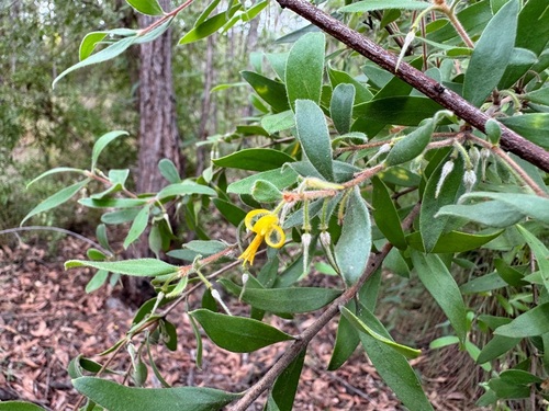 Persoonia sericea (Silky geebung) — photo