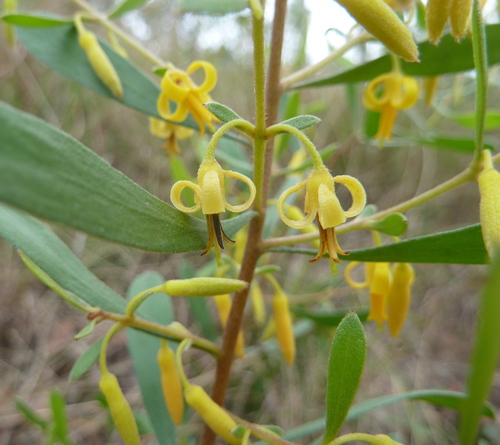 Persoonia sericea
