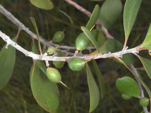 Persoonia stradbrokensis (Broad-leafed Geebung) — photo