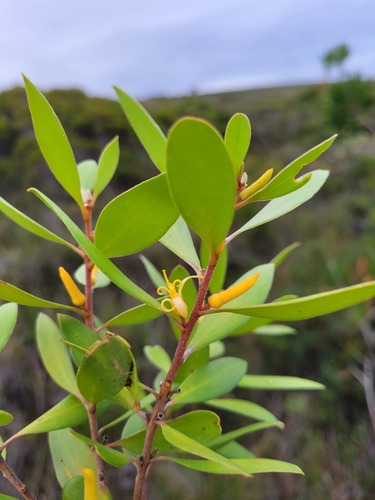 Persoonia stradbrokensis (Broad-leafed Geebung) — photo