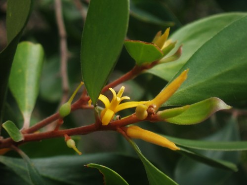 Persoonia stradbrokensis