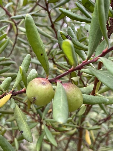 Persoonia subvelutina (Velvety Geebung) — photo