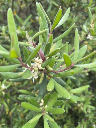 Persoonia subvelutina (Velvety Geebung) — photo