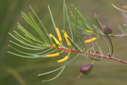 Persoonia virgata (Small-leaved Geebung) — photo