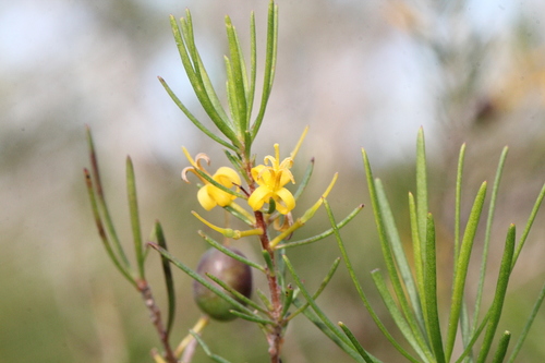 Persoonia virgata
