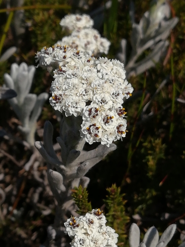 Petalacte coronata