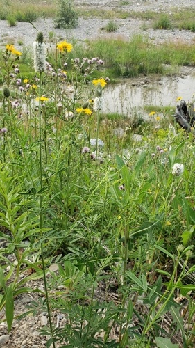 Petalostemon candidus (White prairie clover) — photo