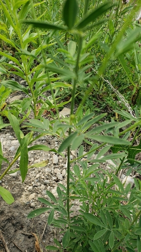 Petalostemon candidum var. oligophyllus (White prairie clover) — photo