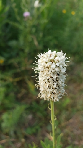 Petalostemon candidum var. oligophyllus