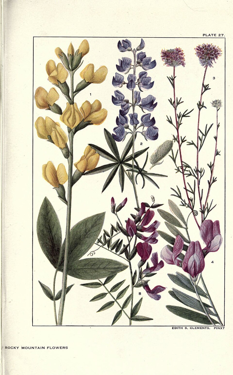 Petalostemon purpureus (Purple prairie clover) — photo