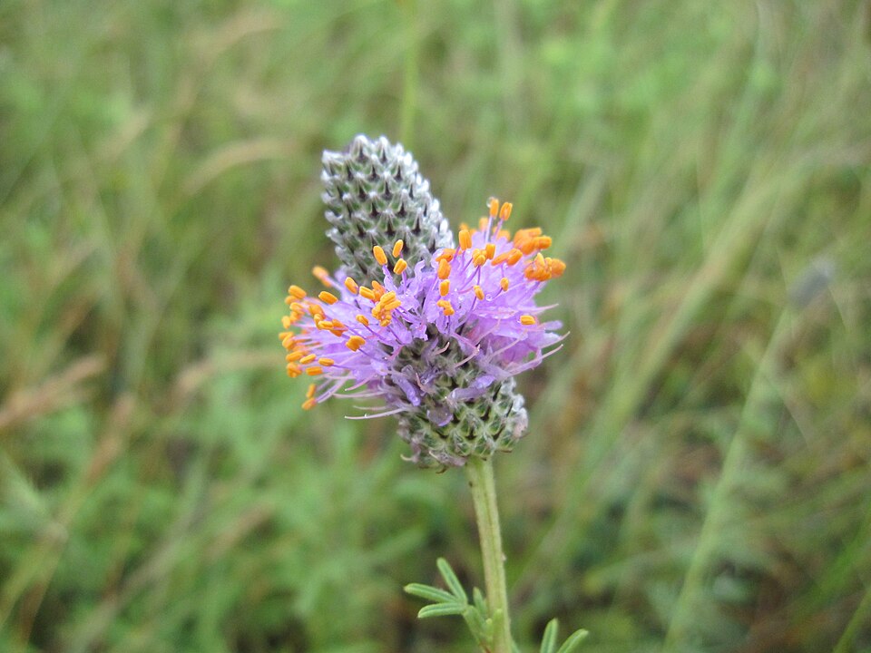 Petalostemon purpureus