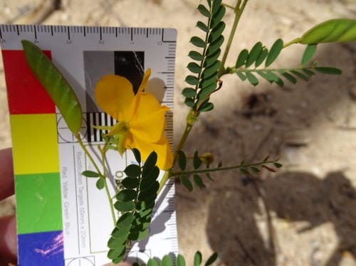 Petalostylis cassioides — photo