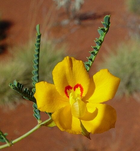 Petalostylis cassioides