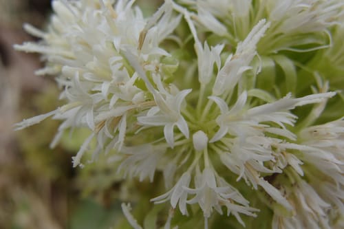 Petasites albus — photo