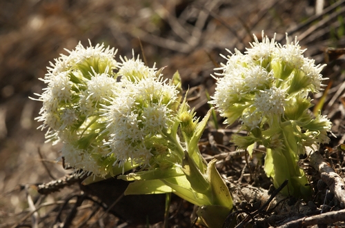 Petasites albus
