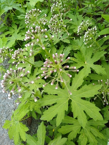 Petasites frigidus (Arctic Sweet Coltsfoot) — photo