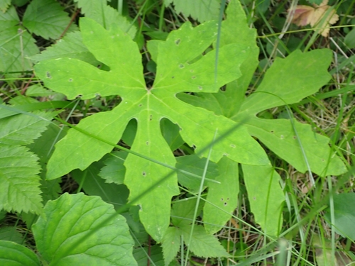 Petasites frigidus (Arctic Sweet Coltsfoot) — photo