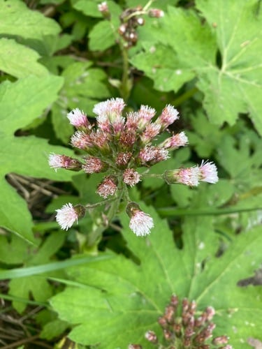 Petasites frigidus