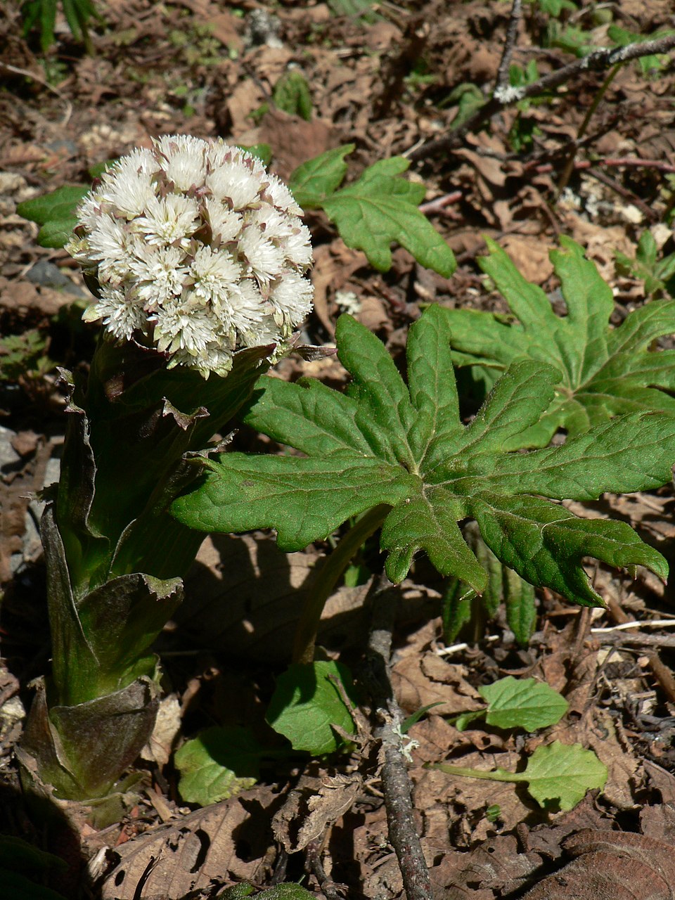 Petasites hyperboreus