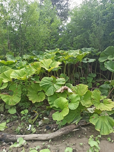 Petasites japonicus (Sweet coltsfoot) — photo