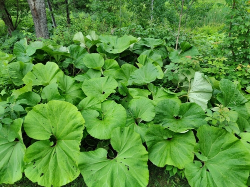 Petasites japonicus (Sweet coltsfoot) — photo