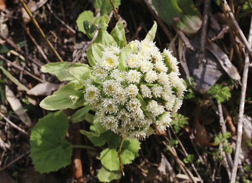 Petasites japonicus