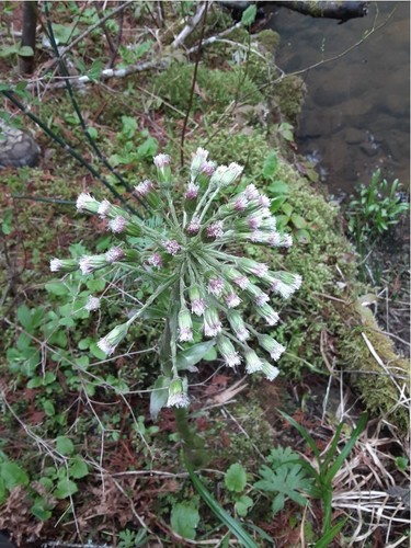 Petasites palmatus (Palmate butterbur) — photo