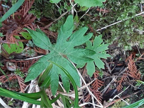 Petasites palmatus (Palmate butterbur) — photo