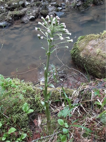 Petasites palmatus