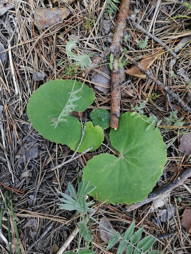 Petasites rubellus — photo
