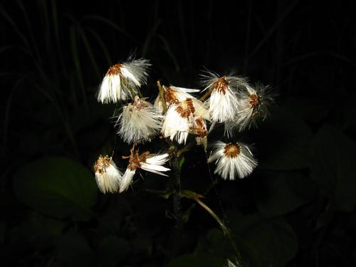 Petasites rubellus — photo