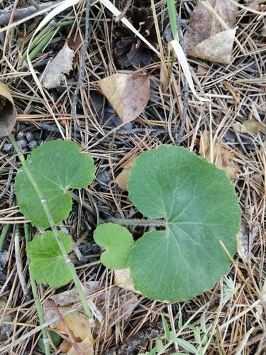 Petasites rubellus