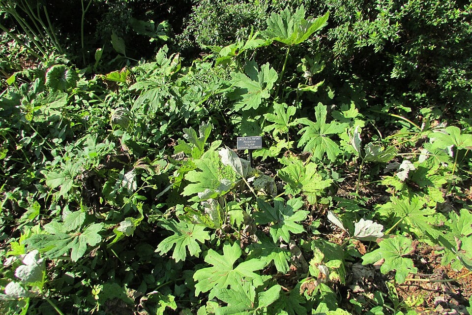 Petasites speciosus